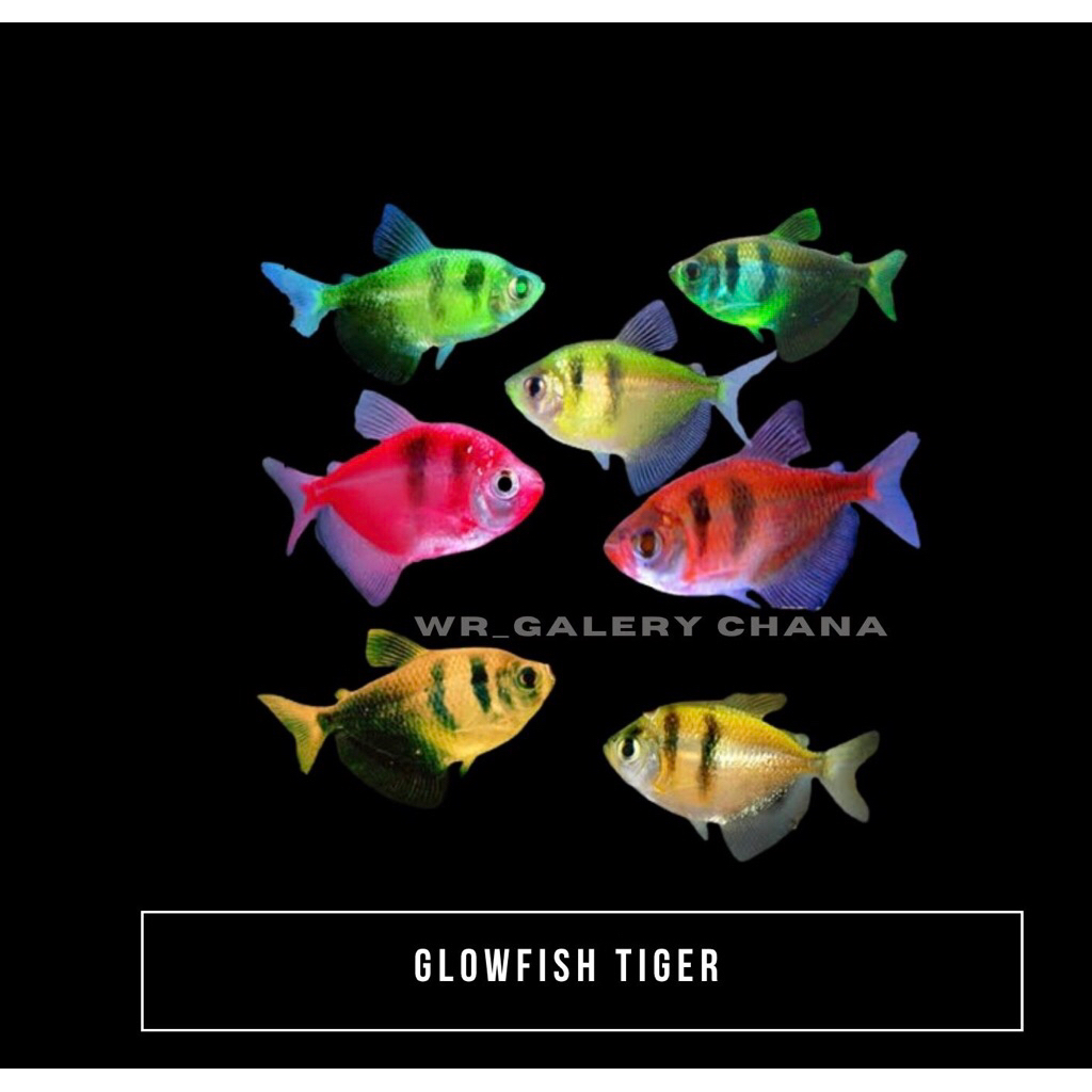 

KHUSUS INSTAN & SAMDAY ( TETRA KRUPUK WARNA WARNI HIDUP )