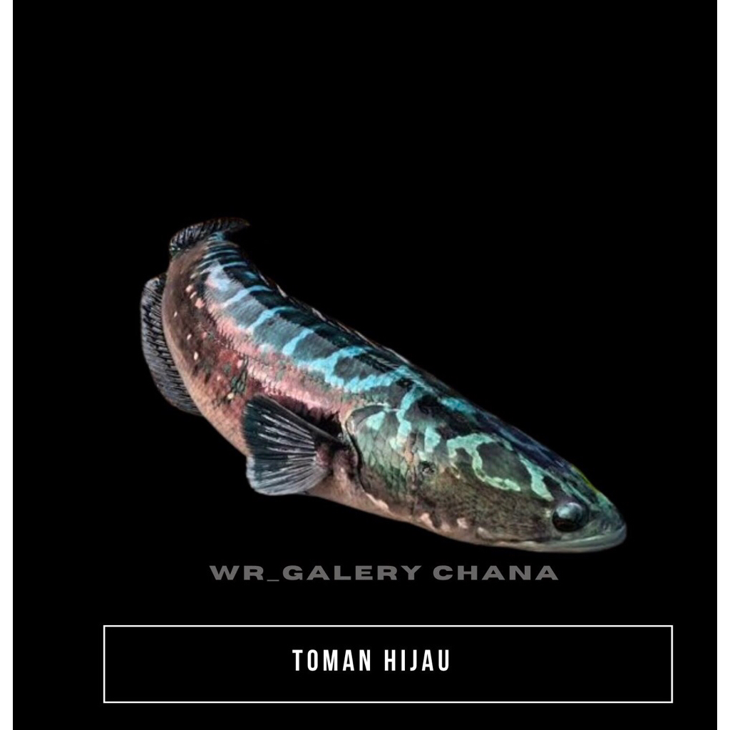 TOMAN HIJAU SIZE 7-20cm