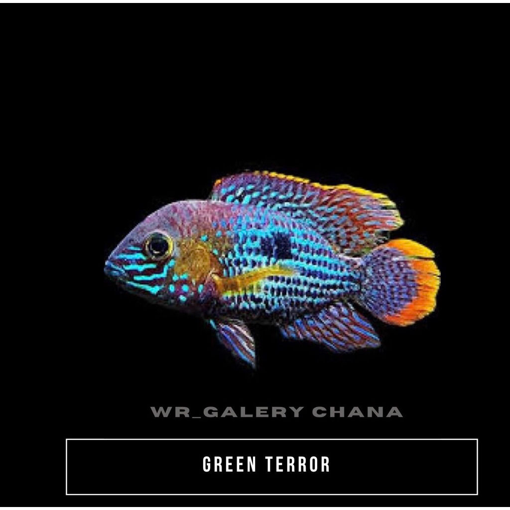 Cichlid Green Teror GoodMarking