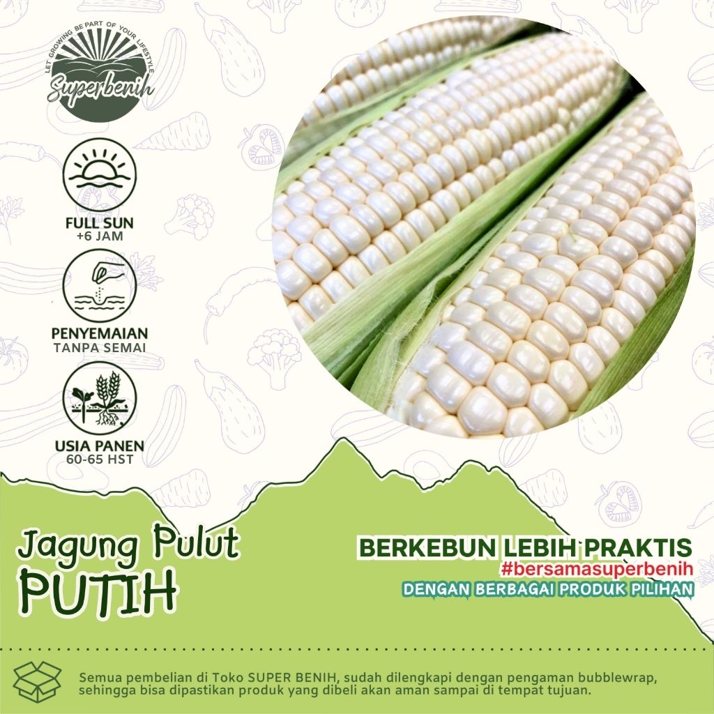 15 biji - Benih JAGUNG PULUT PUTIH hibrida, jagung ketan putiih
