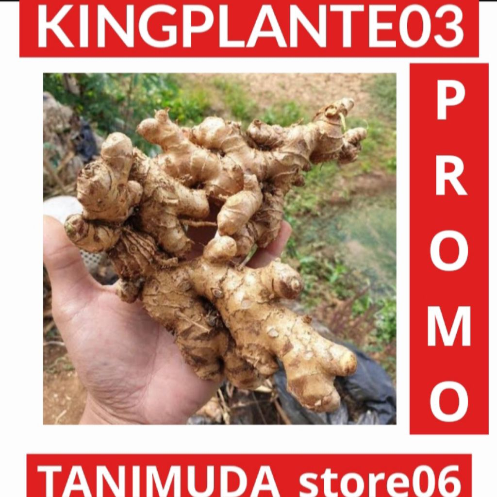 

UMBI LEMPUYANG 1KG AMBIL CUCI KIRIM
