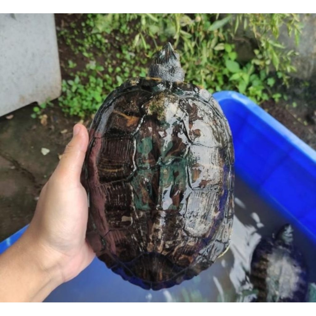 Kura Kura Brazil indukan dewasa