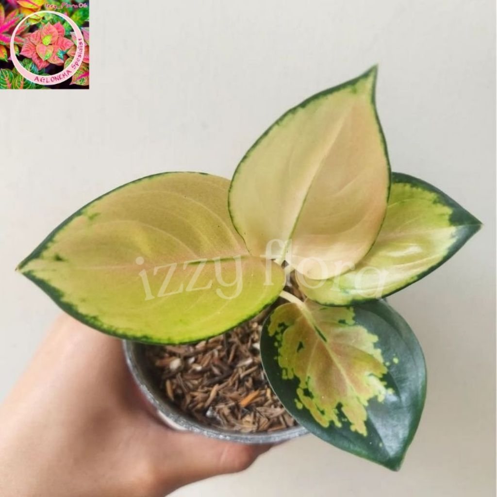 Aglonema Sultan Brunei anakkan 2-3 daun/Tanaman hias aglonema Sultan Brunei