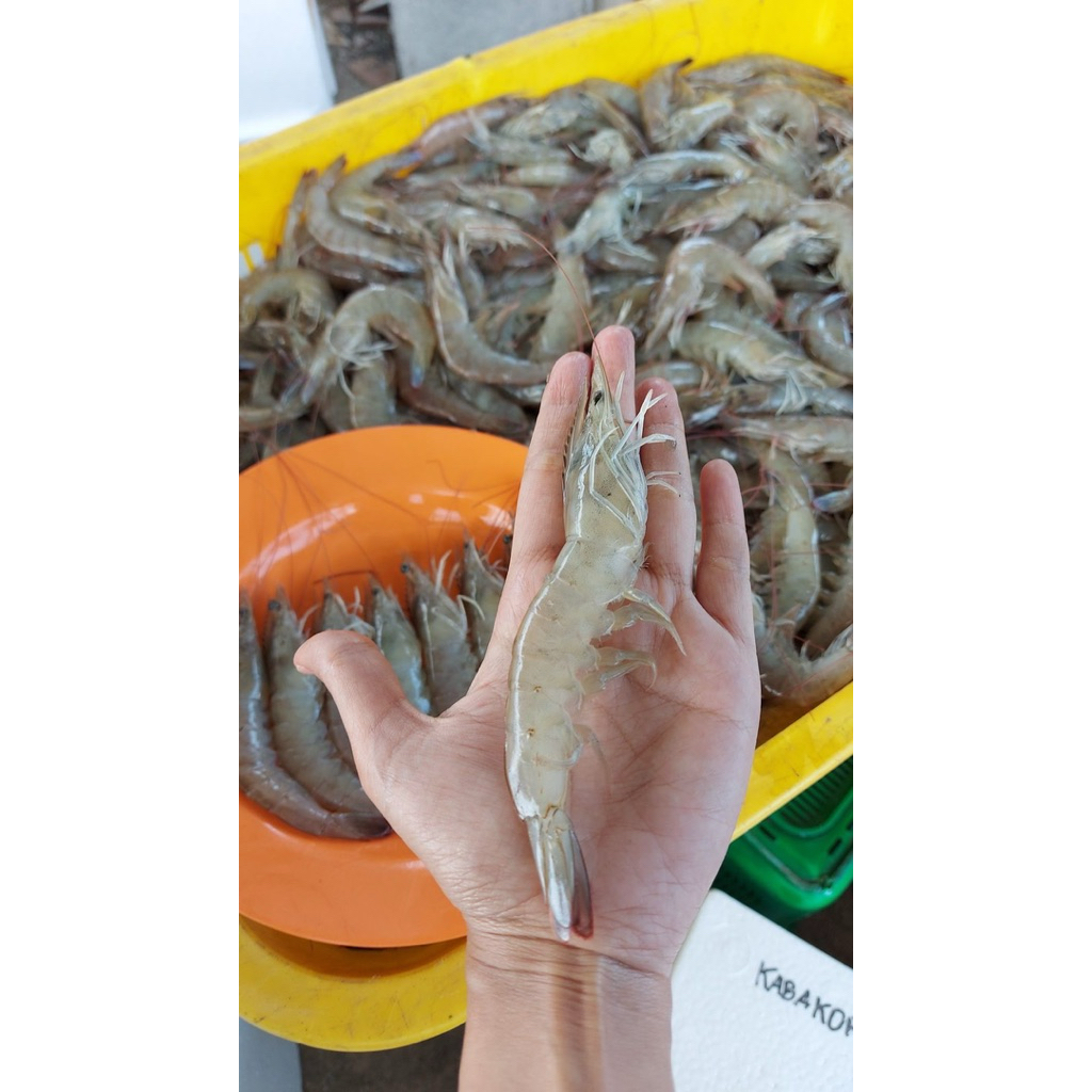 

Udang vaname sedang agak gede size 60