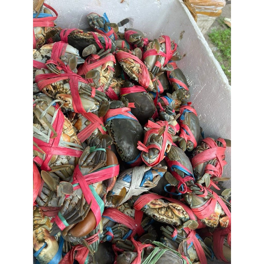 

Kepiting hidup HARGA PEREKOR DIJAMIN HIDUP ISI PADAT GAK FRESH UANG KEMBALI