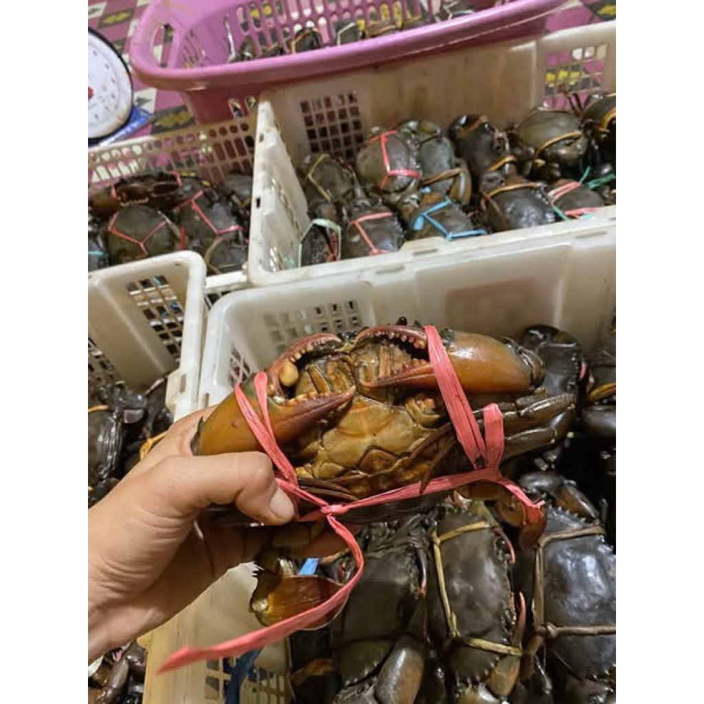 

Kepiting hidup 6 EKOR/KG