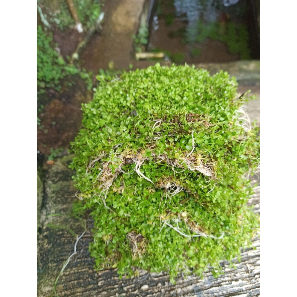 monte Carlo tanaman Aquascape