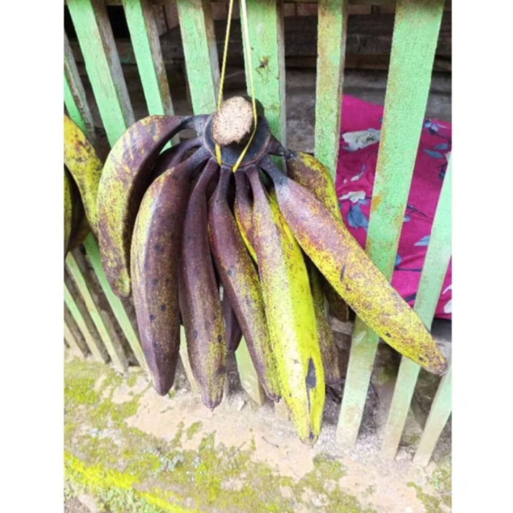 

Pisang tanduk/ pisang janeng 1kg