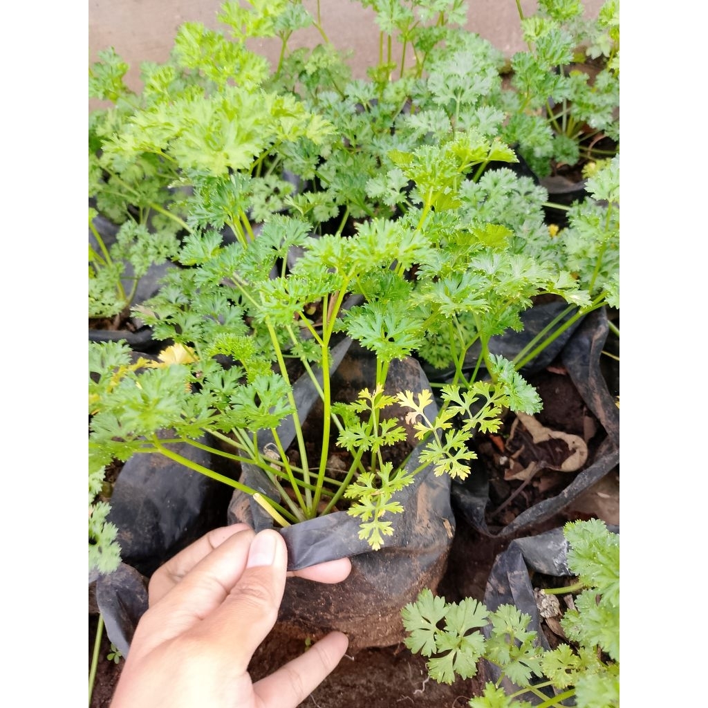

bibit parsley