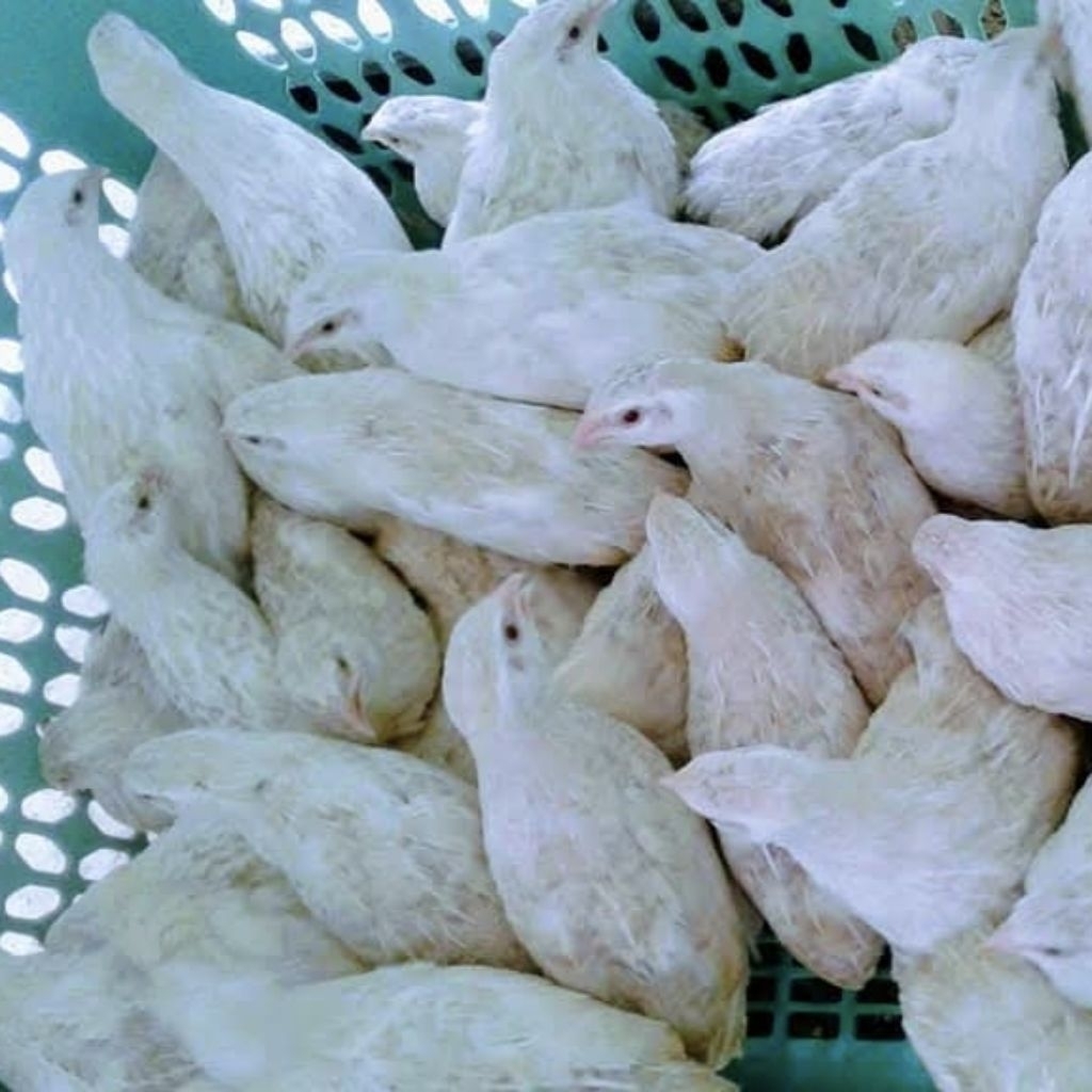 

Telur Puyuh Fertil Albino Mata Merah untuk ditetaskan