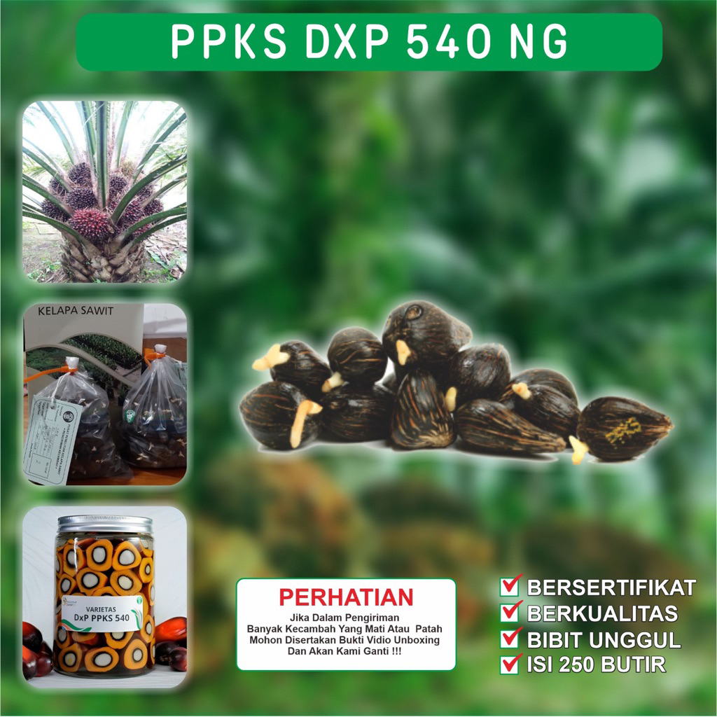 BIBIT KECAMBAH SAWIT VARIETAS PPKS DxP 540 BERSERTIFIKAT & UNGGUL