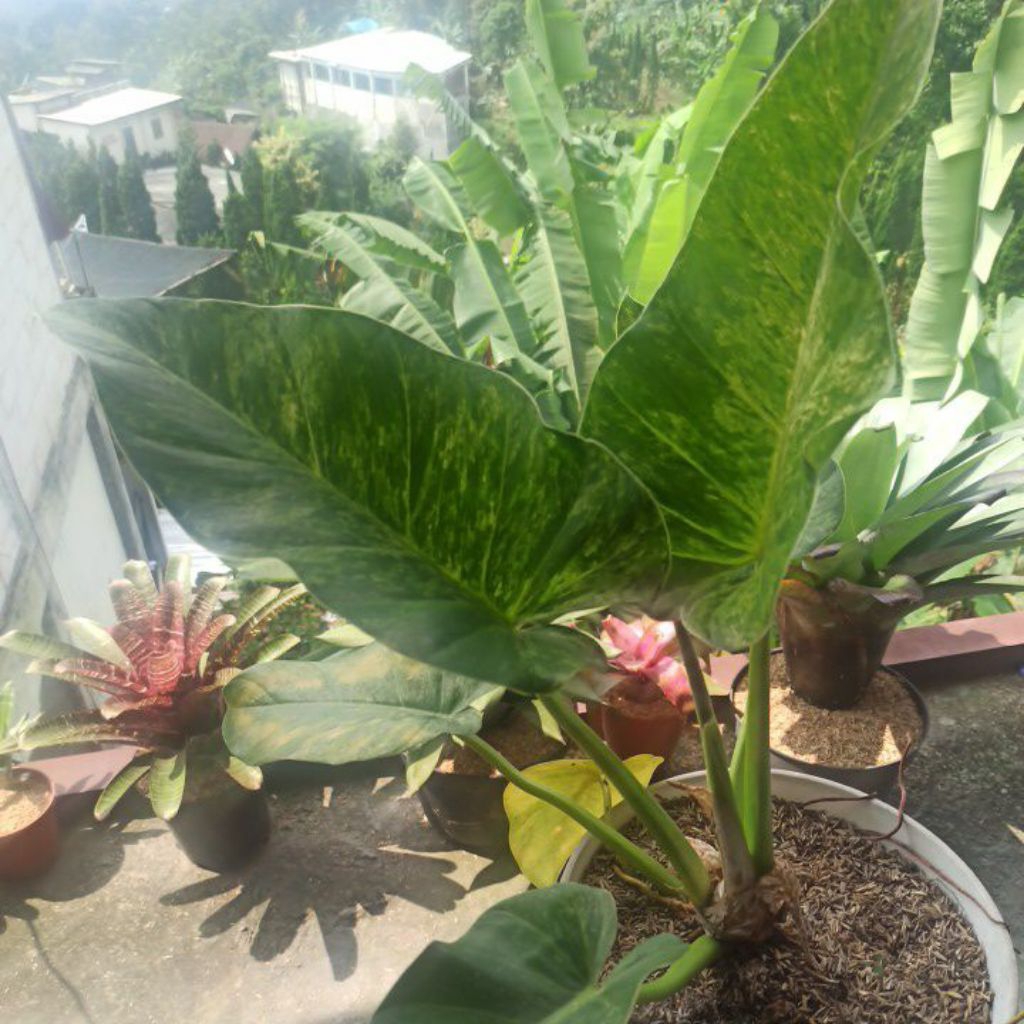 Philo Marble Variegata