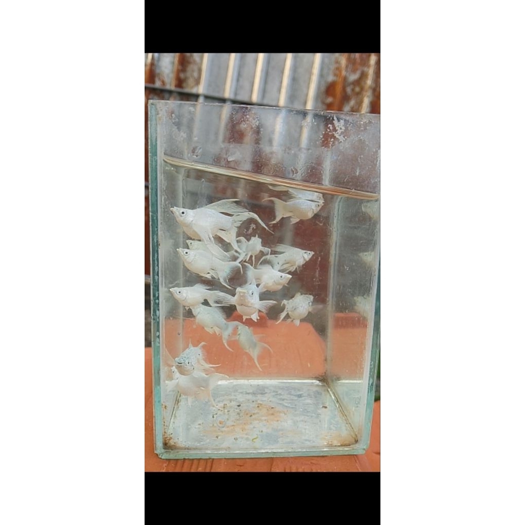 ikan molly balon cawang