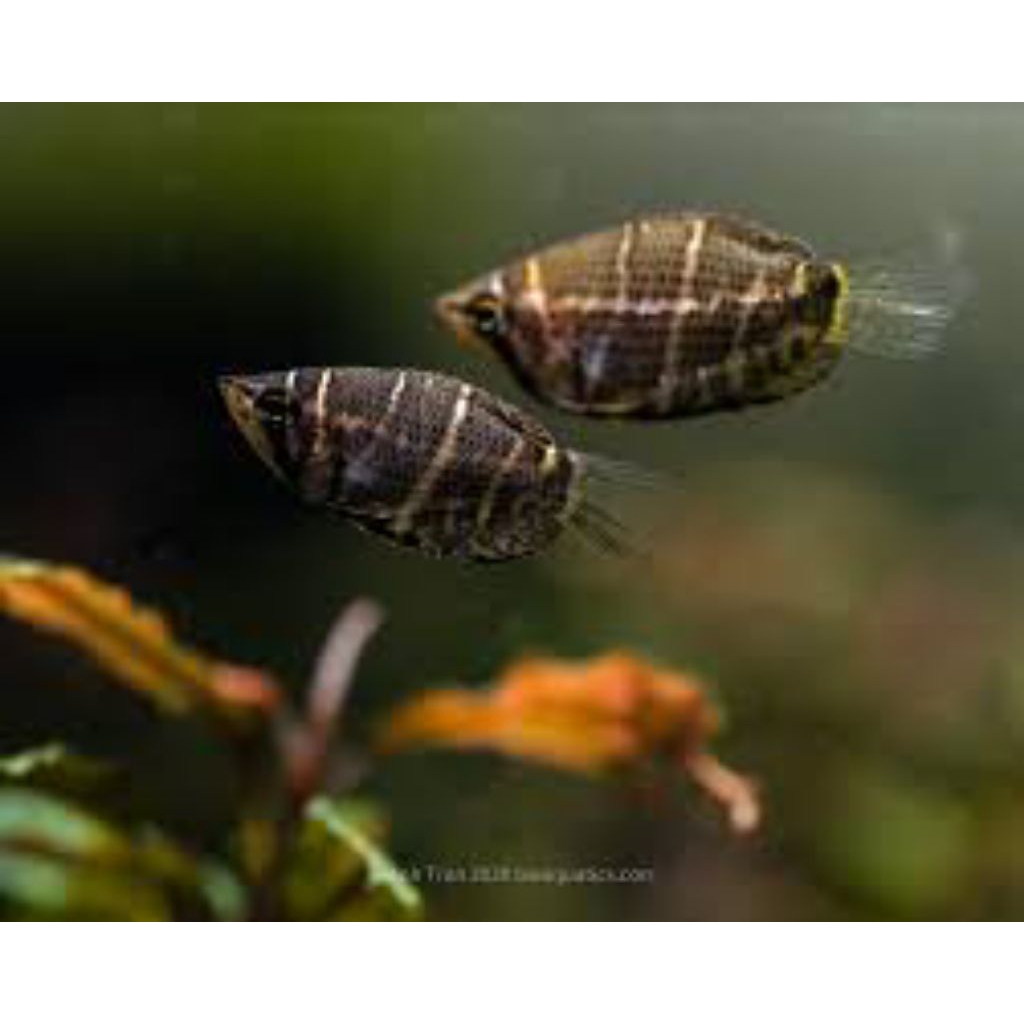 Coklat Chocolate Gourami Gurame Aquascape Aquarium Hias