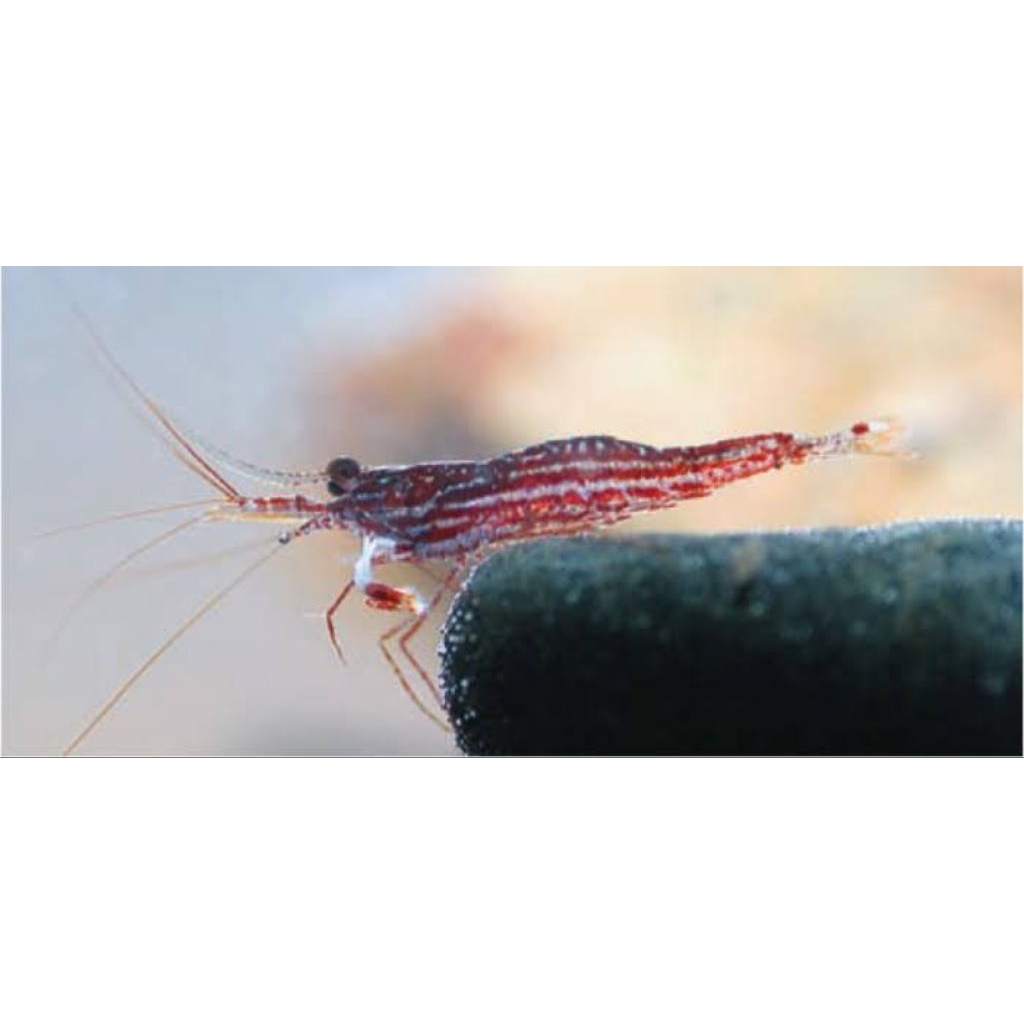 Caridina Striata Red Line Blue Dot Sulaweai Hias Shrimp