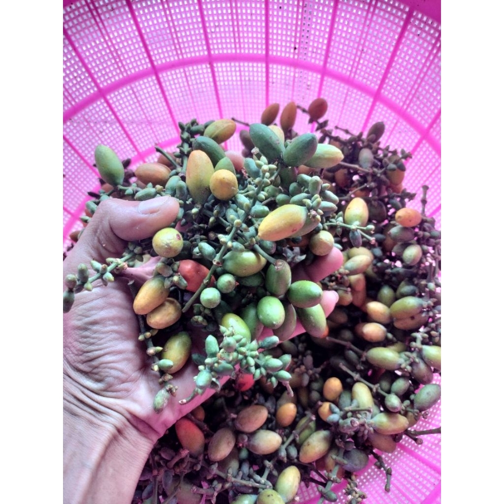 

melinjo Tangkil muda ijo segar 1kg buat sayur