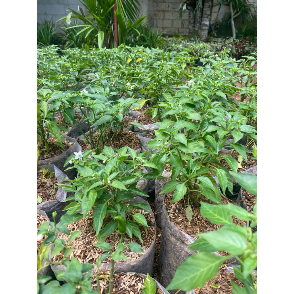 

TANAMAN HIDUP CABE RAWIT SUPER ( SUDAH BERBUAH BUKAN BERUPA BIBIT )