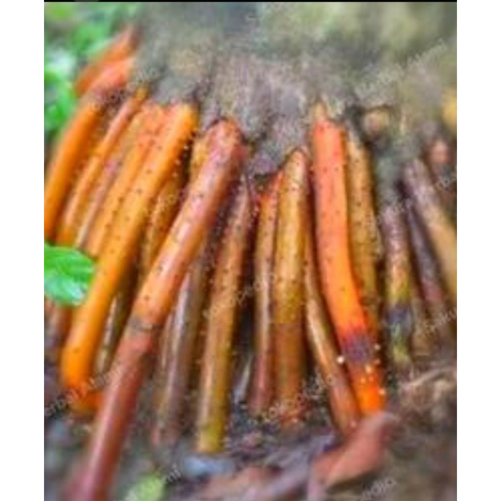 

redi akar pinang 500grm