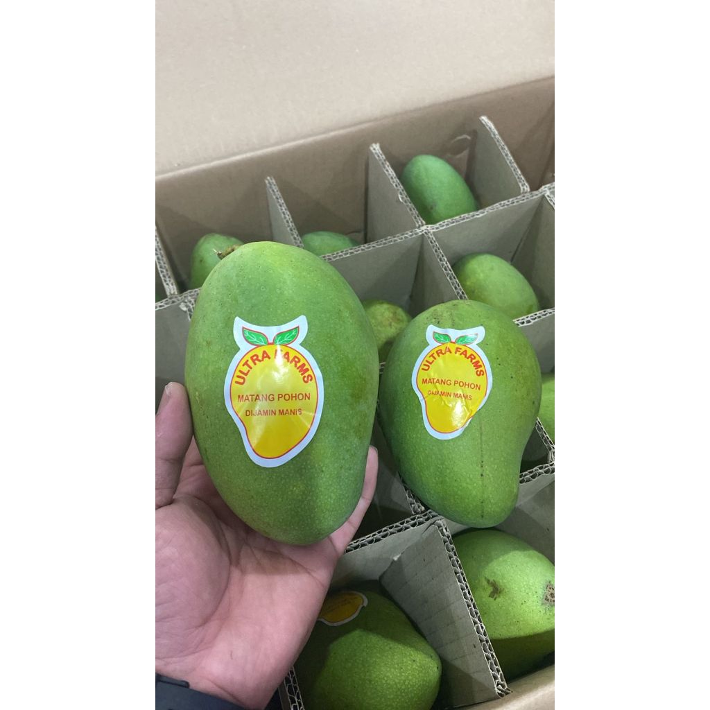 

MANGGA CHERRY MANGGA HARUM MANIS. ENAK DAN MANIS BANGET