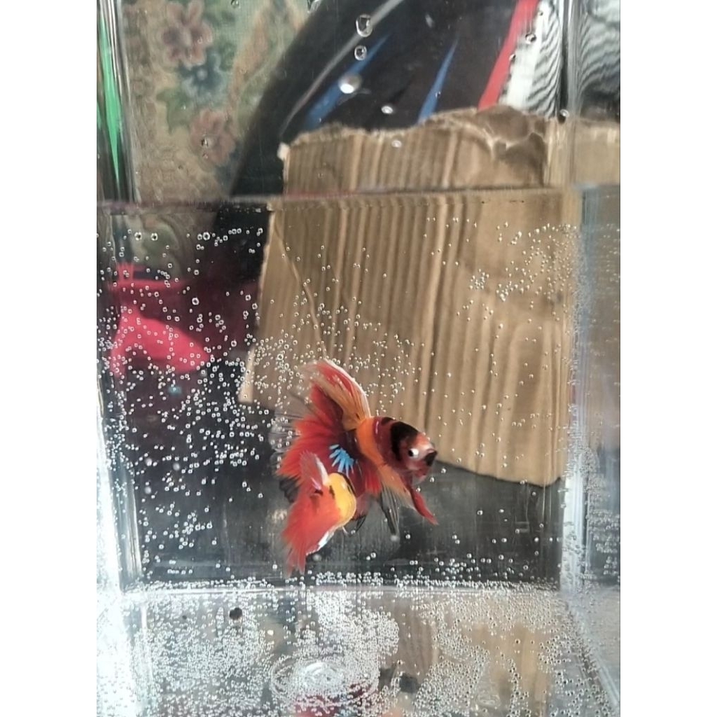 ikan cupang sepasang hmpk yellow base Nemo sesuai gambar/vidio real pict