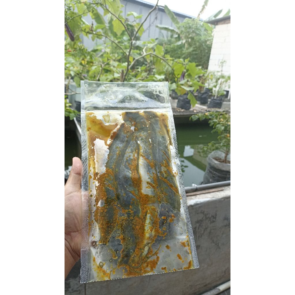 

lele marinasi siap goreng