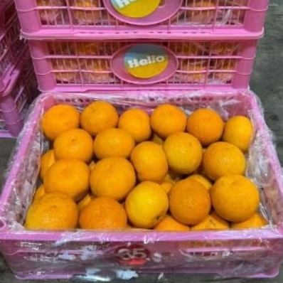 

Buah Jeruk Wogan Hello 55 Jual Per 1 bok krat