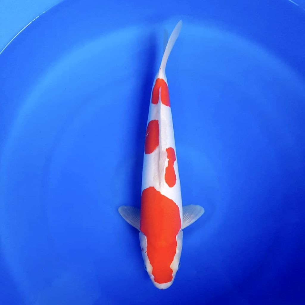 Ikan Koi Jumbo Jenis Kohaku Doitsu Ukuran 43CM Pola Bagus dan Bersih