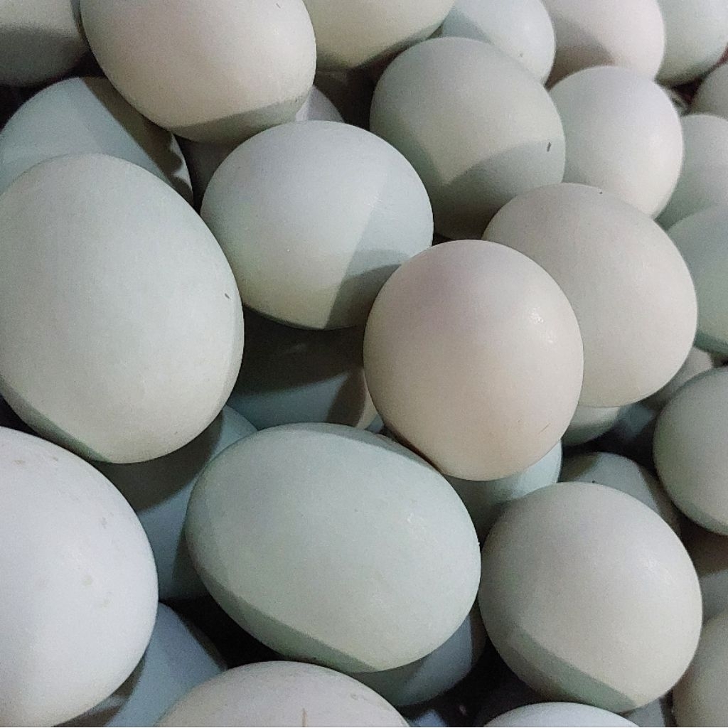 

Telur Asin Bebek Premium Masir