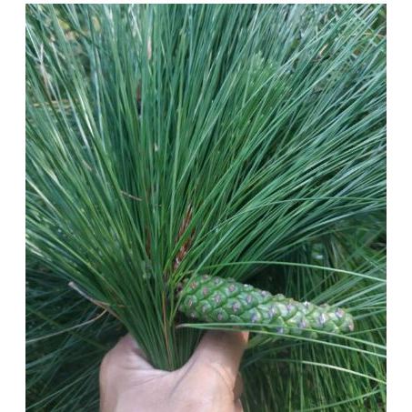 

DAUN PINUS SEGAR 1KG