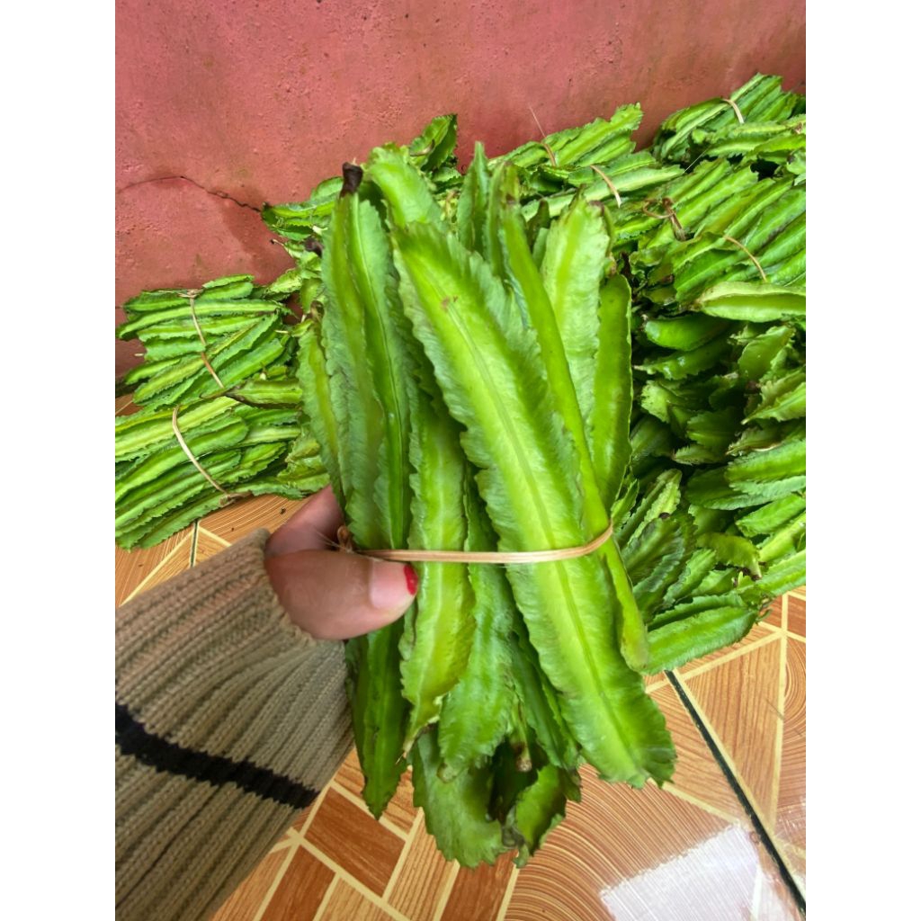 

KECIPIR SAYUR