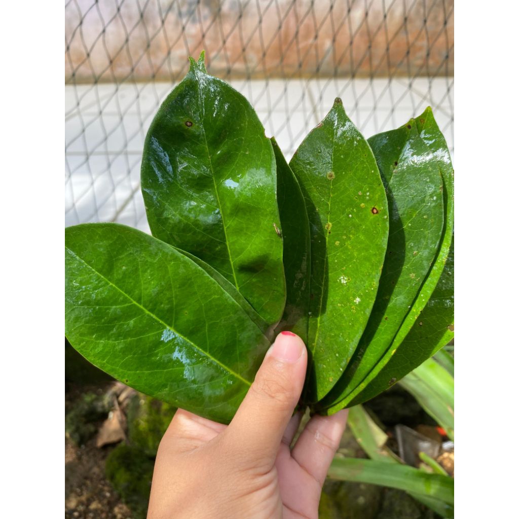 

Daun sirsak tua fresh organik 100 lembar