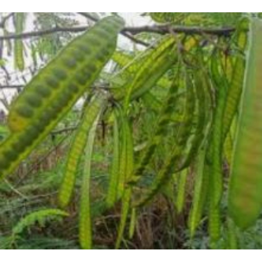 

paket 10 helai biji petai cina