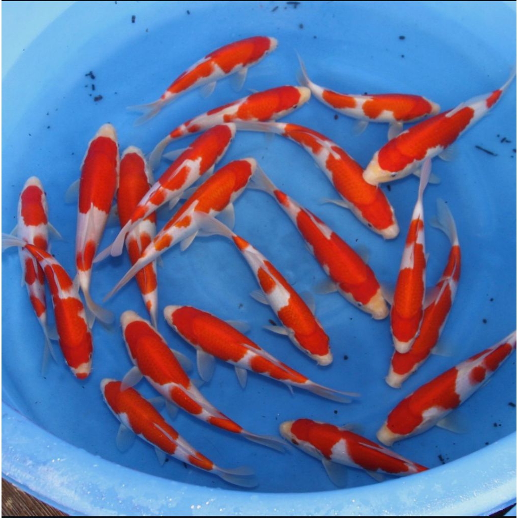 

koi kohaku berkualitas grade A+ size 20-25cm