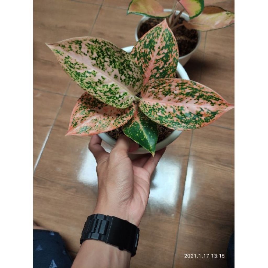 Aglonema_Stardust_orange_anakan