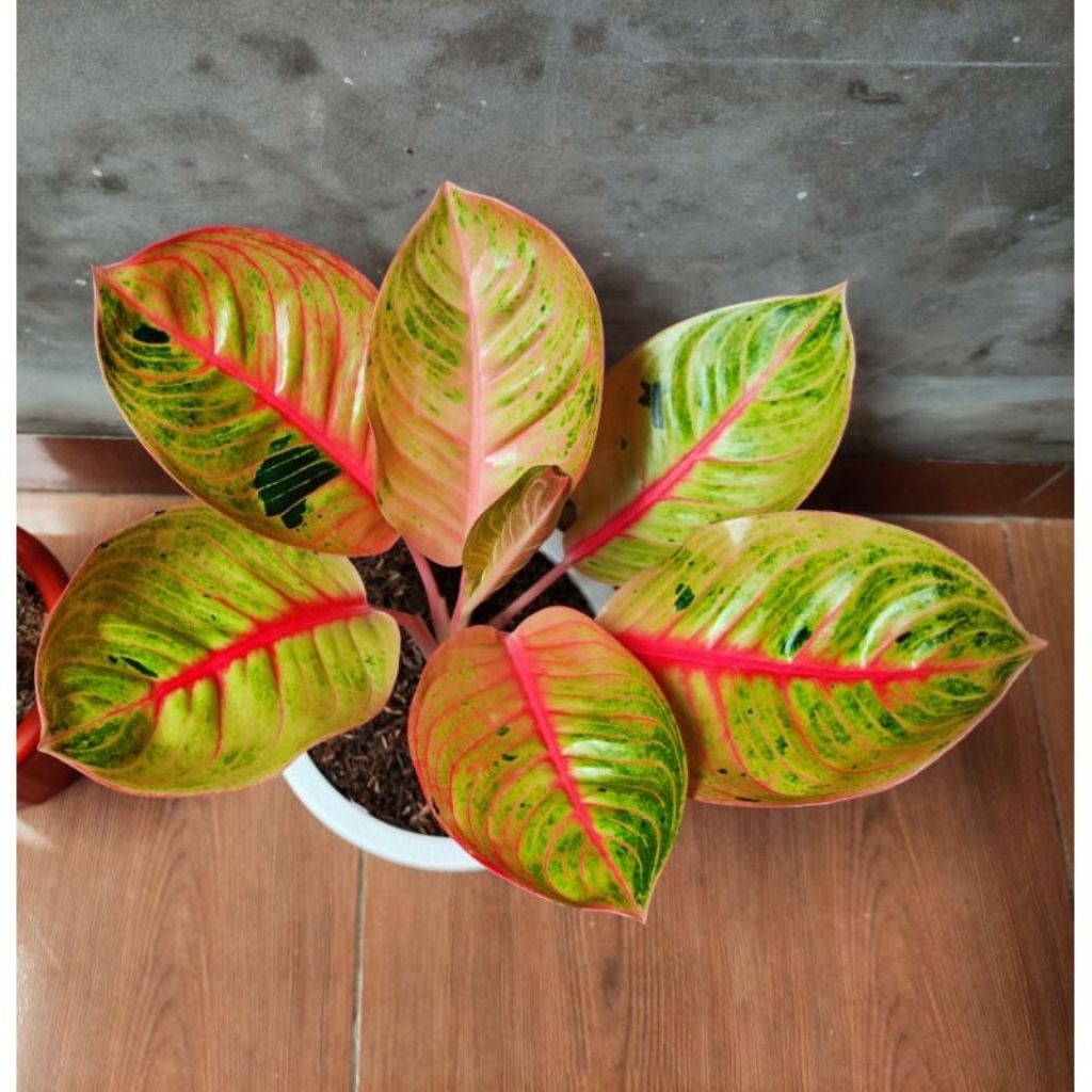 Aglonema Goliath trah merah remaja