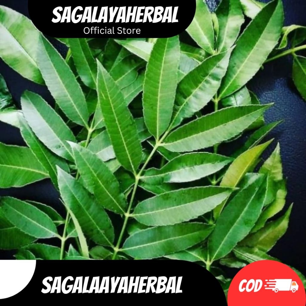 

DAUN KEDONDONG SEGAR FRESH BARU PETIK OBAT HERBAL TRADISIONAL