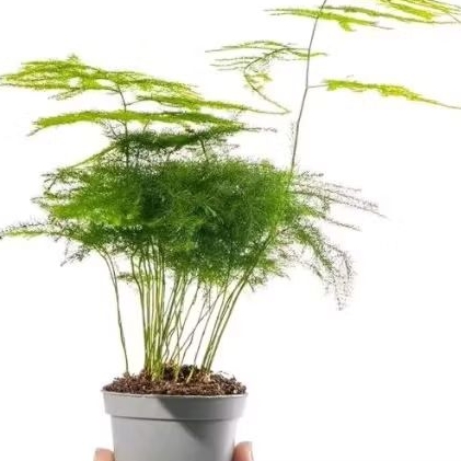 Tanaman Hias Asparagus Tanaman Asparagus