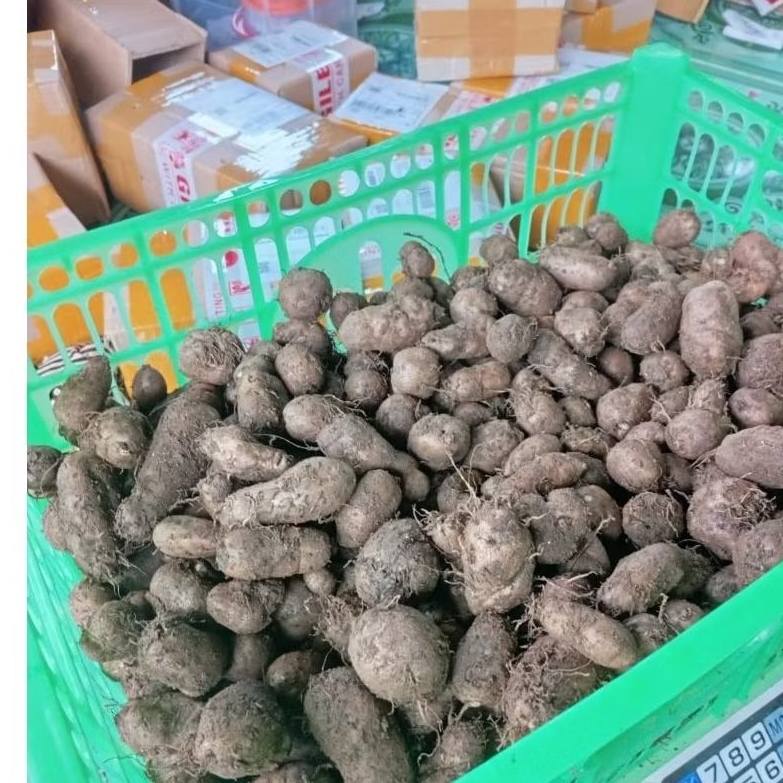 

Gembil / Kumbili / kentang hitam / ubi kecil / kentang hitam 500gr