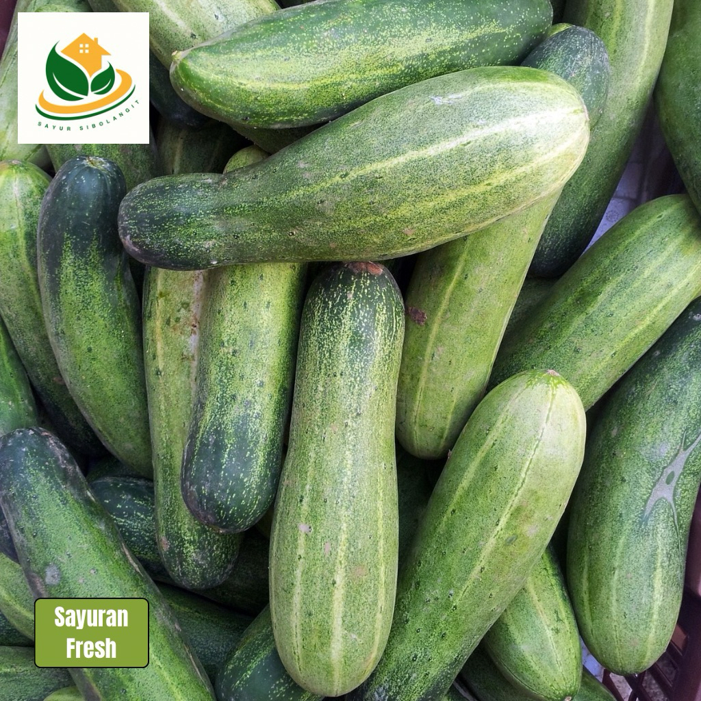 

Timun Segar 500gr - Timun - Timun Lalap