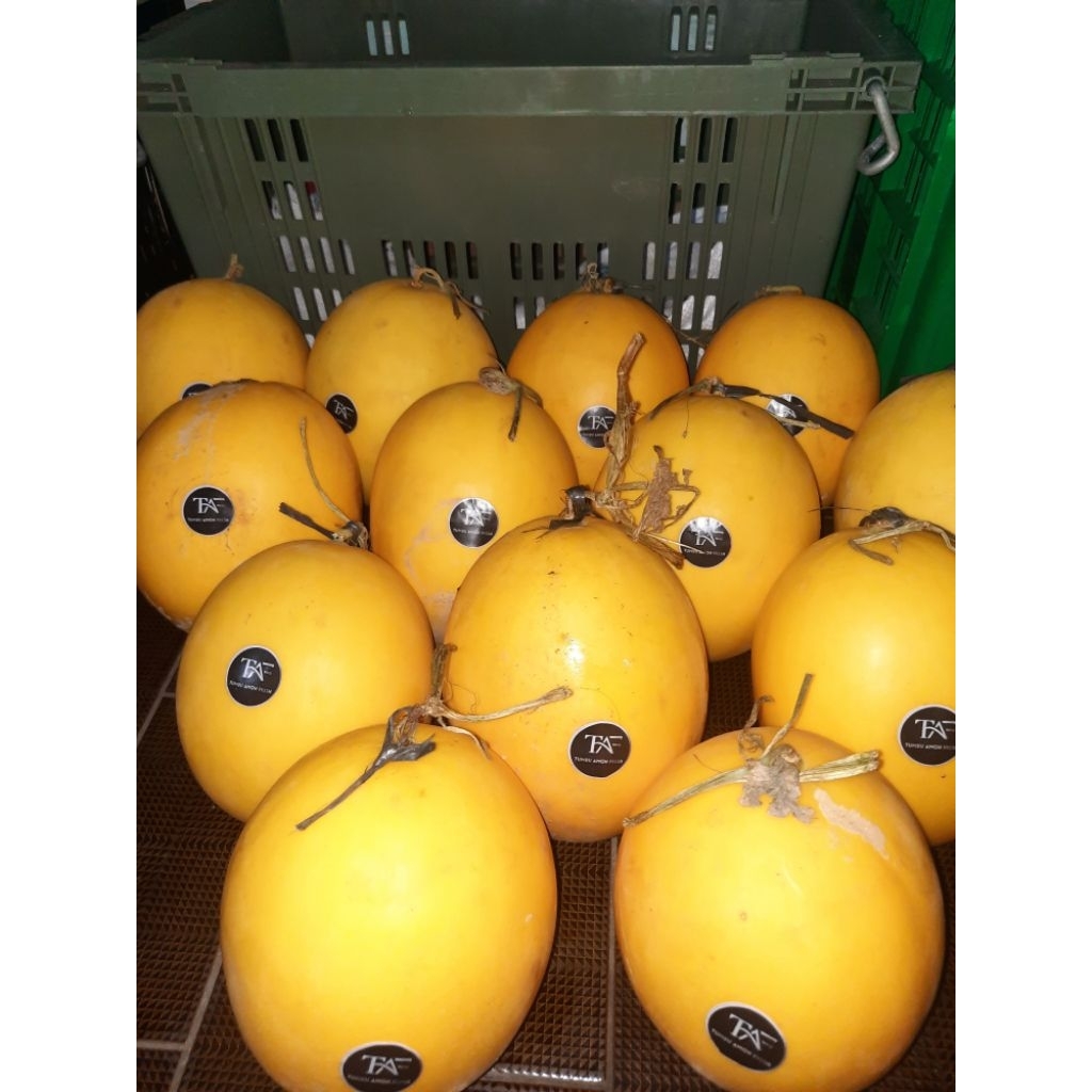 

MELON GOLDEN (MAS) SIZE (1.5 - 2 KG)