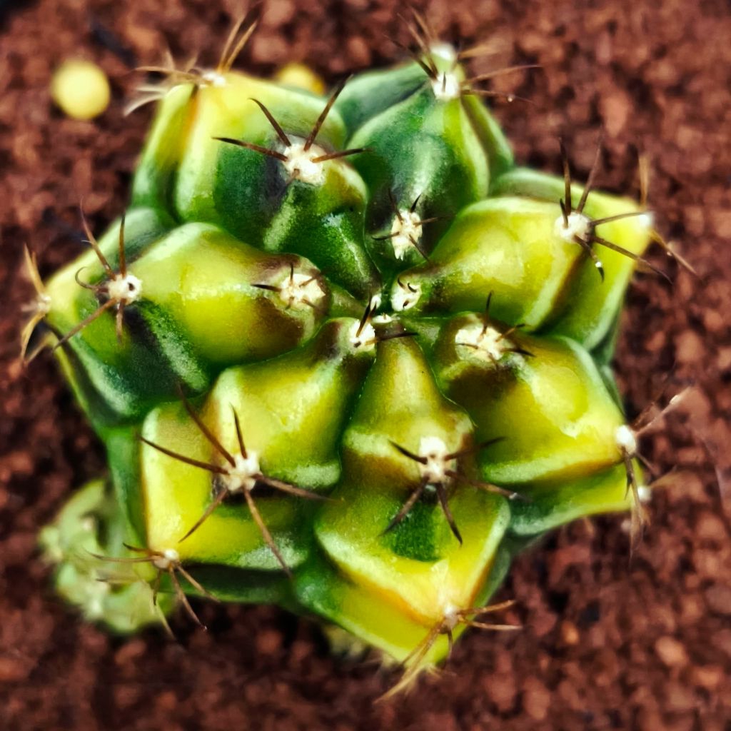 kaktus gymno rootbeer