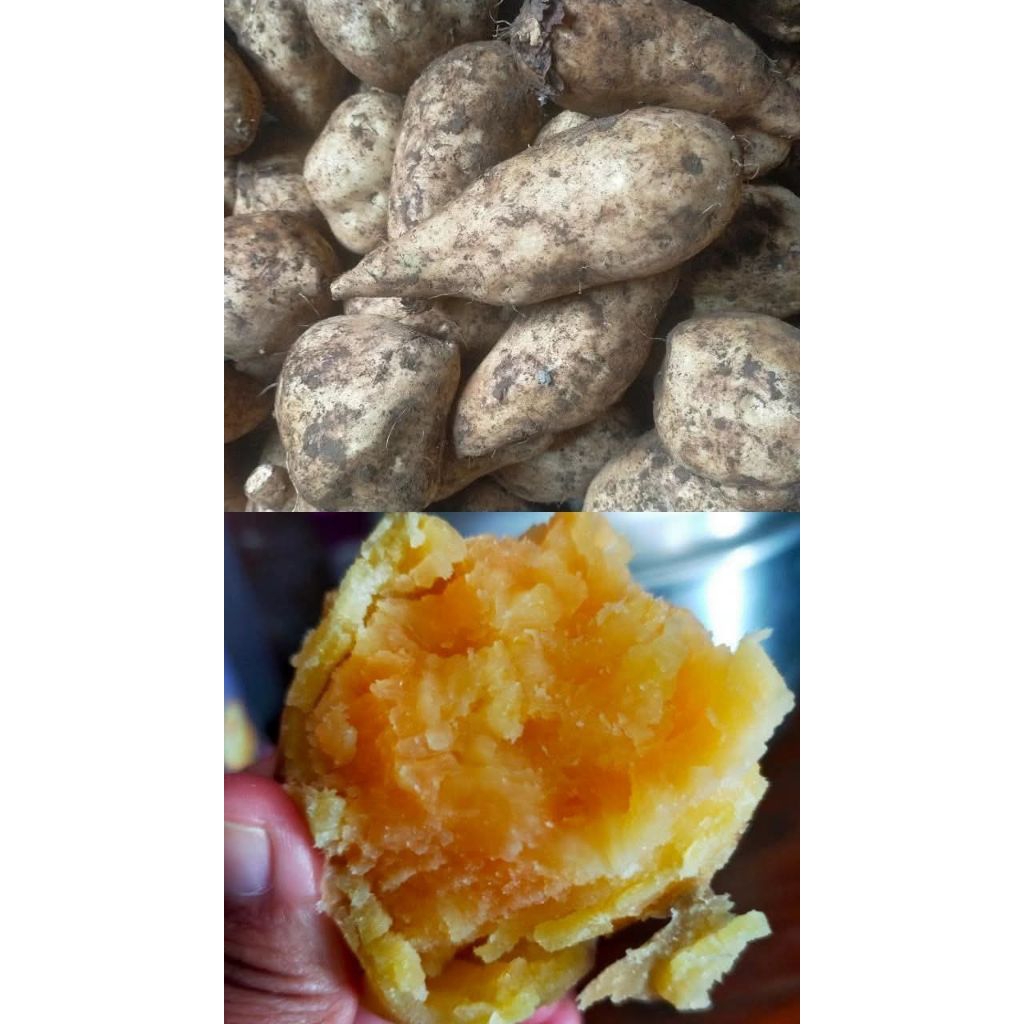 

UBI KETELA MADU FRESS 500g