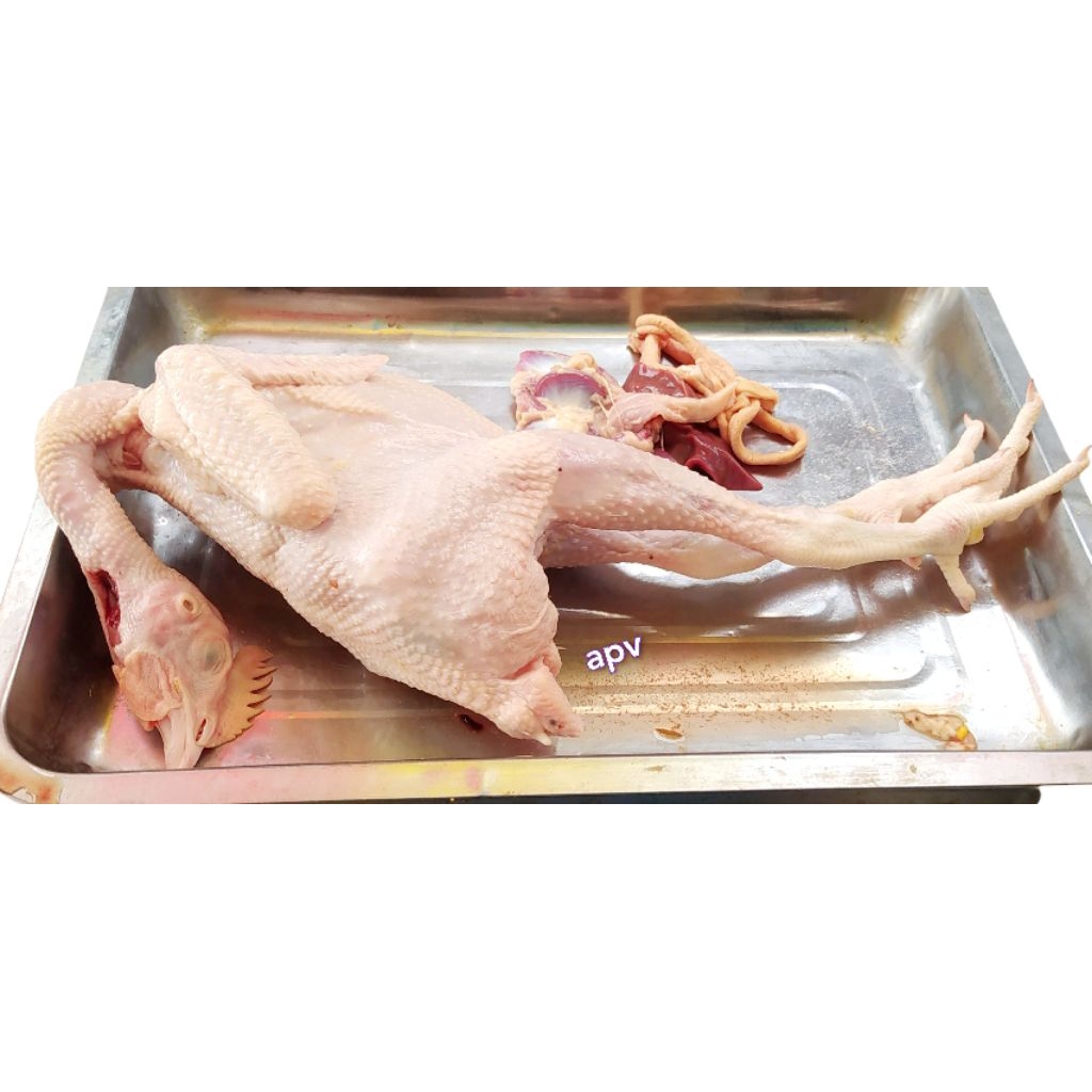 

ayam pejantan fresh berat hidup 1 kg per ekor