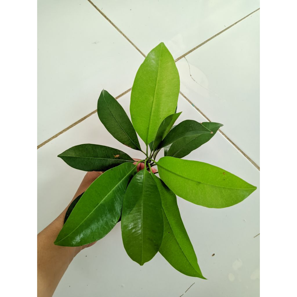 

DAUN BUAH SAWO FRESH PETIK LANGSUNG DARI POHON 15 LEMBAR