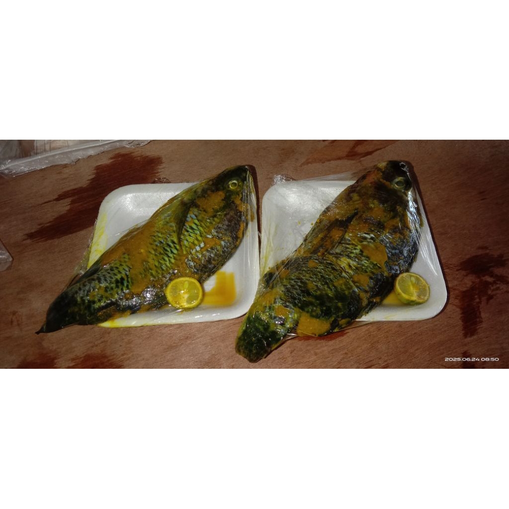 

ikan mujaer segar marinasi 500gr praktis tinggal goreng