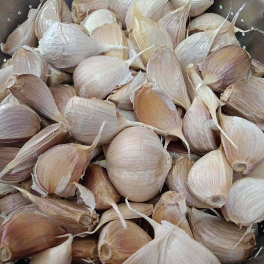 

Bawang putih kating