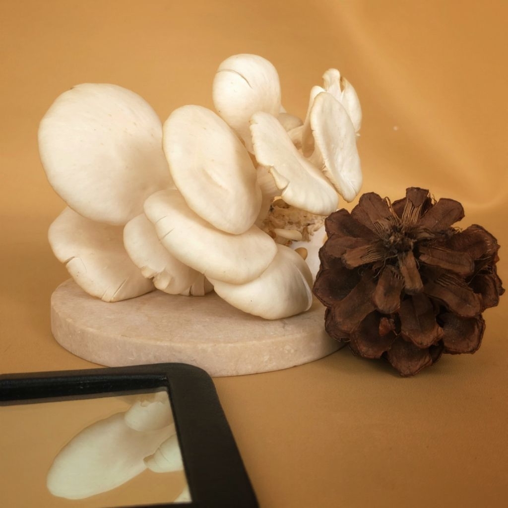 

JAMUR TIRAM FRESH BANYAKAN