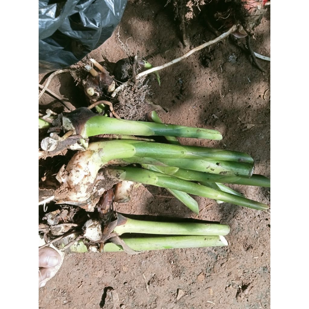 Bibit  kecombrang hijau buah pink/ bongol kecombrang hijau