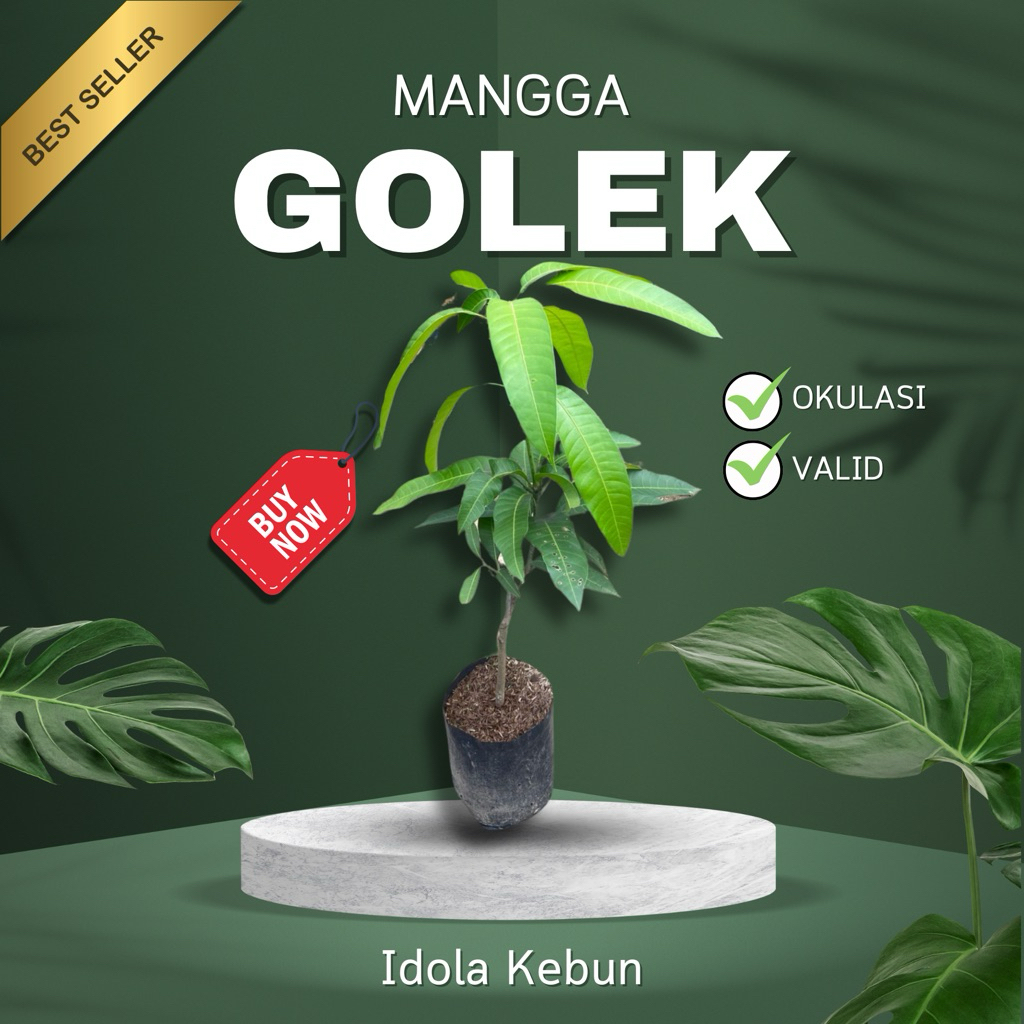 BIBIT MANGGA VARIETAS GOLEK HASIL OKULASI-BIBIT MANGGA GOLEK-BIBIT BUAH MANGGA GOLEK-BIBIT MANGGA