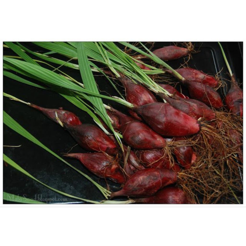 

Bawang dayak fresh kwalitas bagus size 500 gram